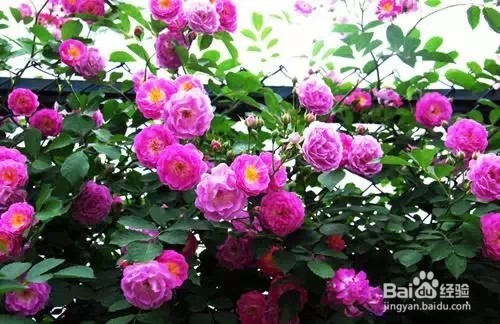严禁入室的花,看完吓一跳。你家里有么