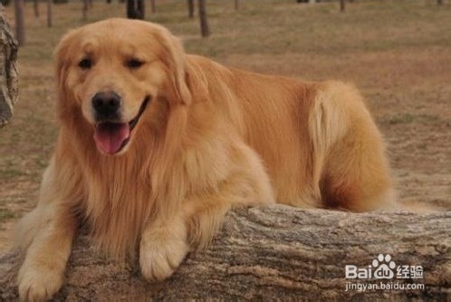 狗狗呕吐黄沫子，精神好怎么办？