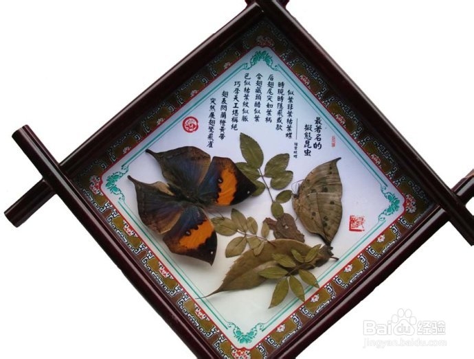 怎么做蝴蝶标本