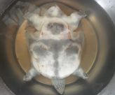 盛夏肥美时节——清蒸甲鱼