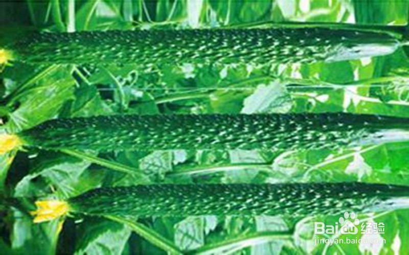 怎样腌制黄瓜小咸味道更鲜美？