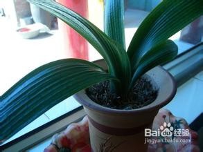 家中如何养好君子兰
