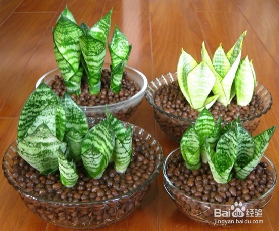 虎皮兰与虎尾兰的区别？