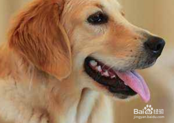 怎么引导狗狗定点大小便