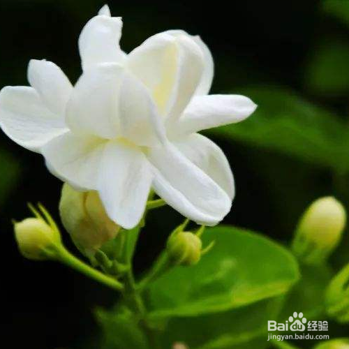 秋天茉莉的养殖方法和注意事项