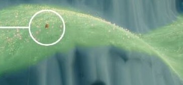 光遇今日季节蜡烛位置2月12日