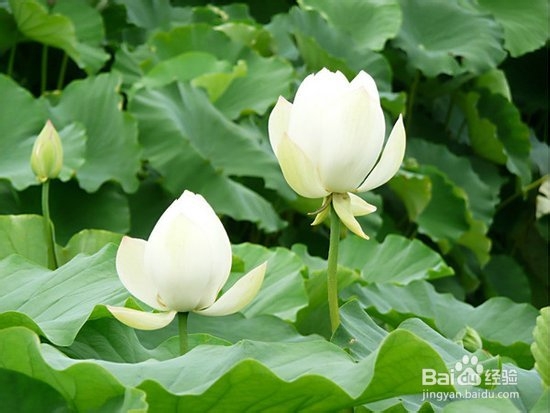 白洋淀庙会有哪些好玩的呢?