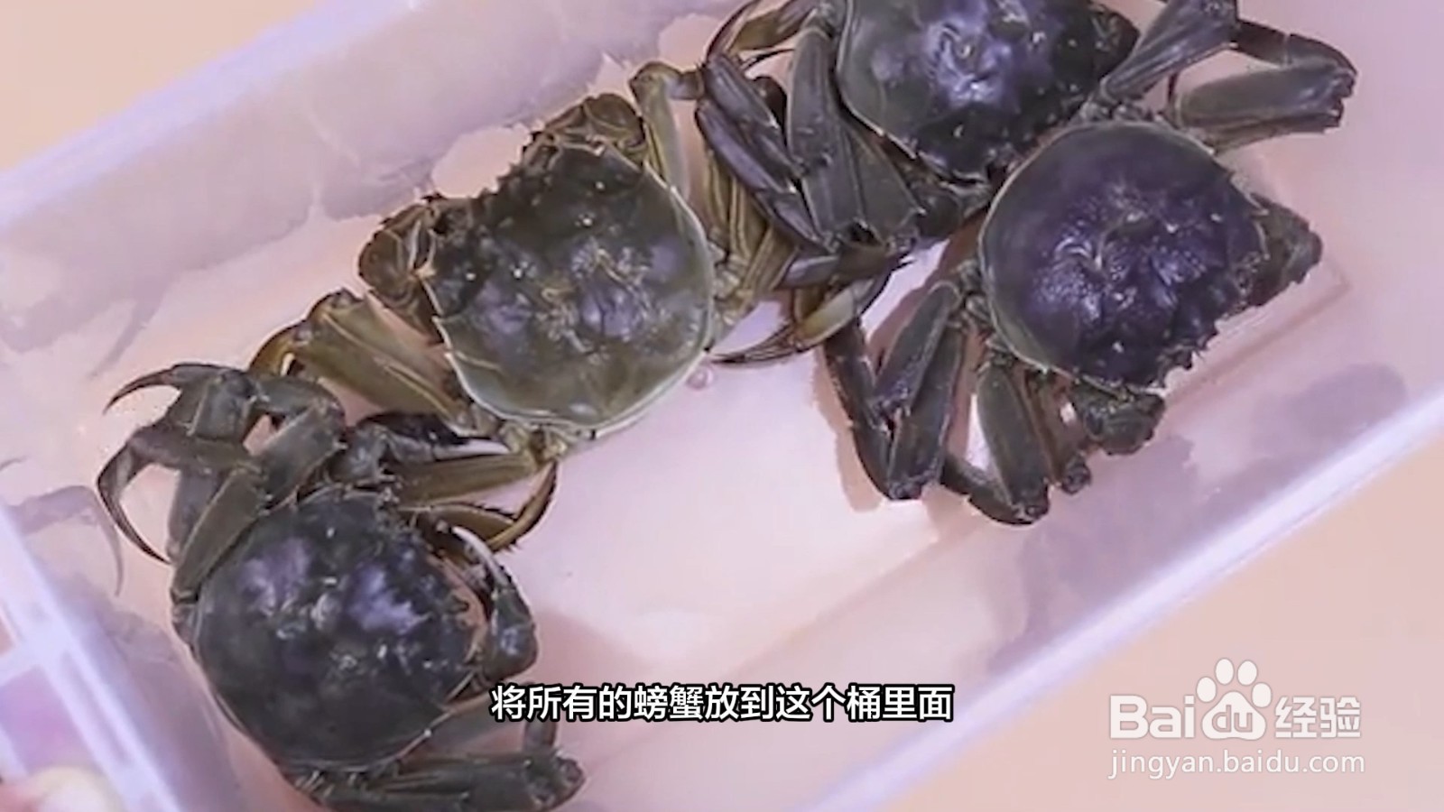 大闸蟹活的如何保存