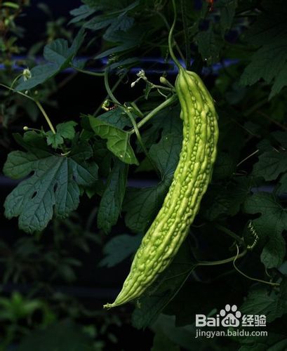 什么样的减肥食谱让你10天健康减4斤