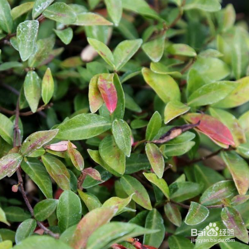 络石扦插生根最快方法