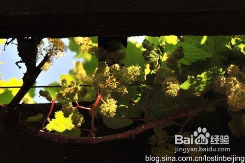 南澳葡萄香气飘散——品味澳洲美食