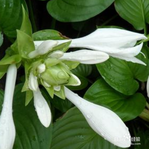 玉簪花烂根要怎么办？
