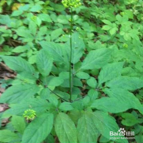 盆栽人参种植方法
