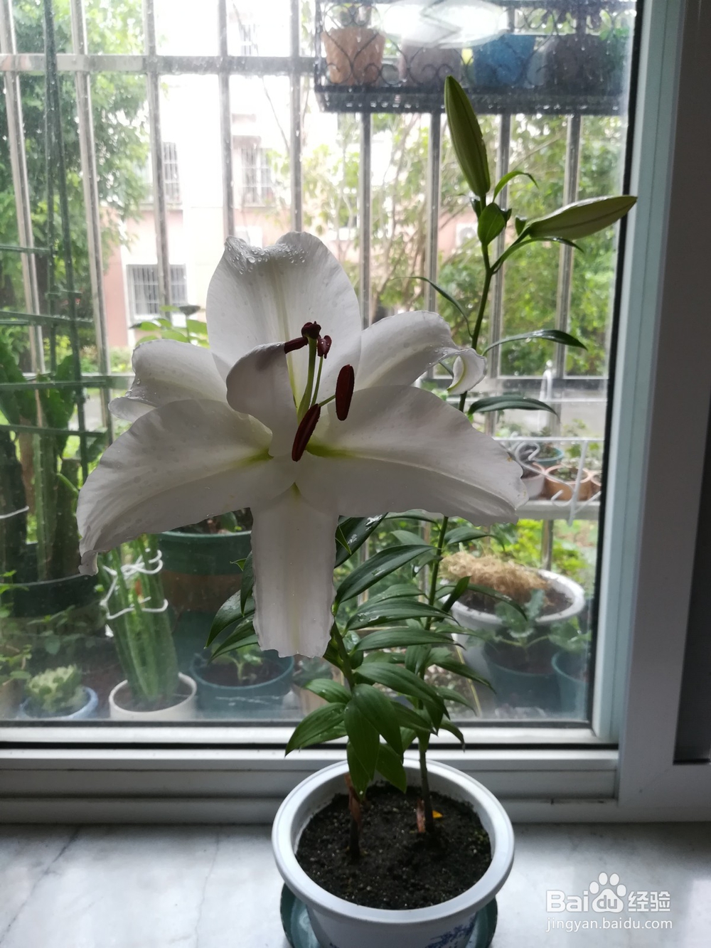 香水百合阳台试种