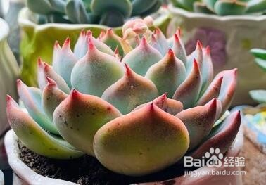 吉娃娃多肉的养殖方法和注意事项