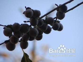 常吃黑色食物补肾防脱发