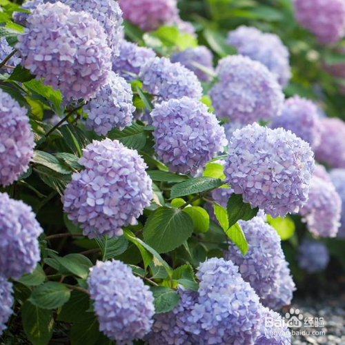 无尽夏的培育方法和注意事项