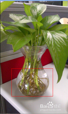 黄金葛盆栽的养殖