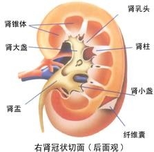 <b>【对症下药】肾虚怎么办？肾虚的有哪些症状</b>