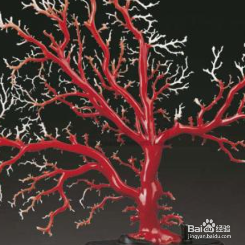 红珊瑚用刀刮鉴别