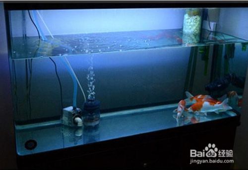 金鱼换水三大禁忌 百度经验