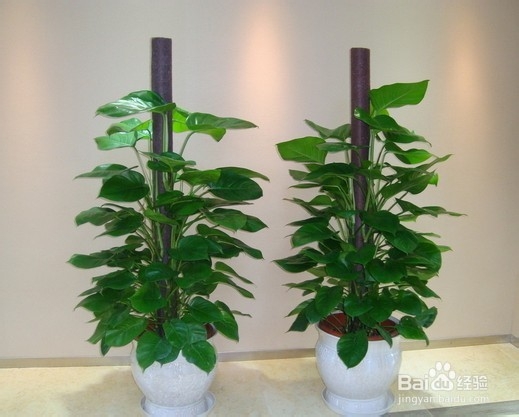 哪些植物可以净化空气