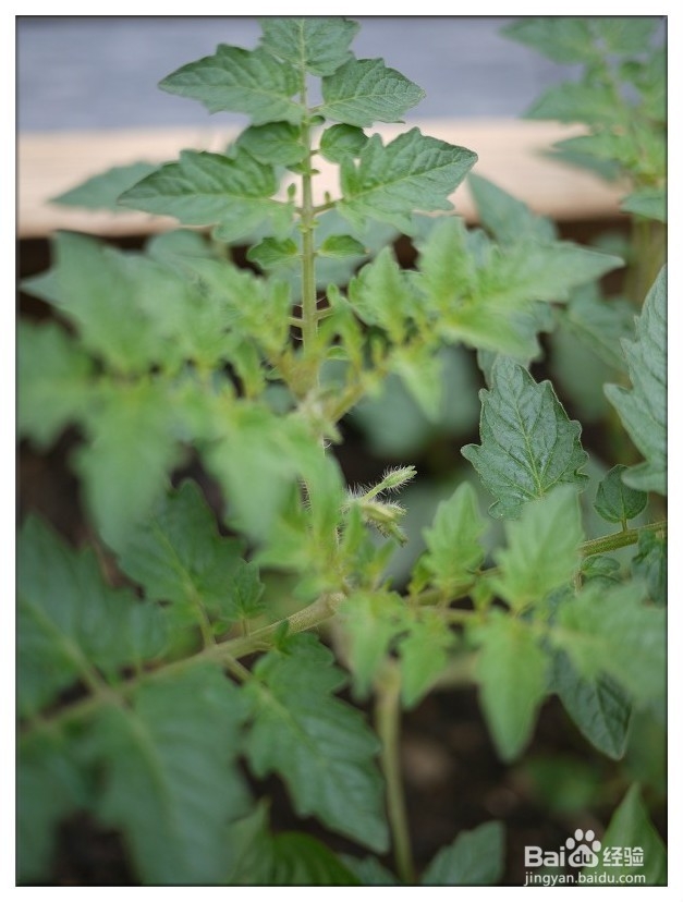 家庭怎样种植食用番茄？