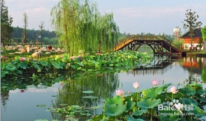 自助游和抱团旅游的区别？