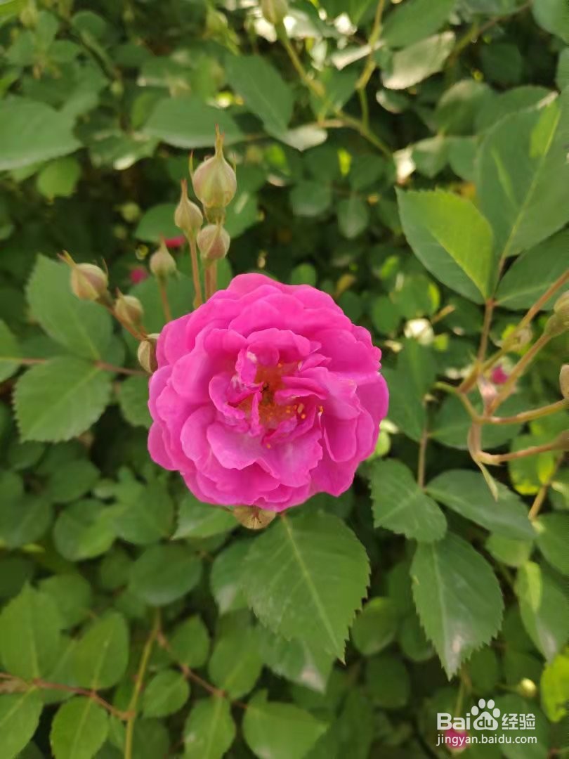 如何获得女生的好感