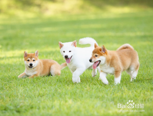 柴犬幼犬怎么养