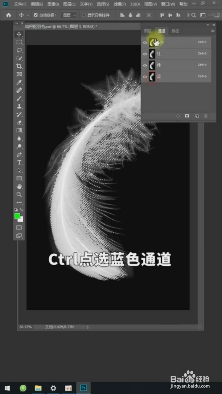 在Ps中如何抠羽毛