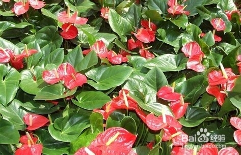 火鹤花和红掌区别是什么