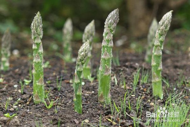 天麻的生长习性和病害防治及壮根壮苗的管理要点