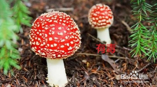 野蘑菇怎么分辨有毒没有毒