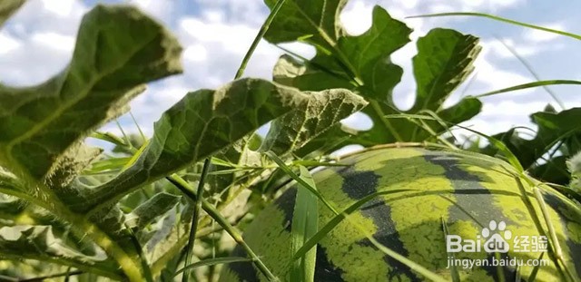 影响西瓜甜度的因素和西瓜增甜膨果的方法