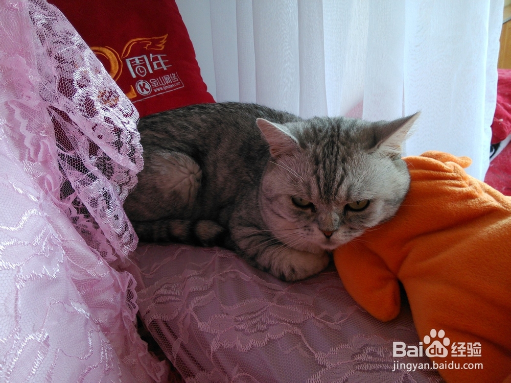 猫猫嘛嘛养猫心得系列：[9]及时医治
