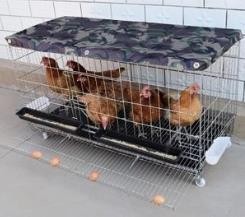 养鸡场怎么建造