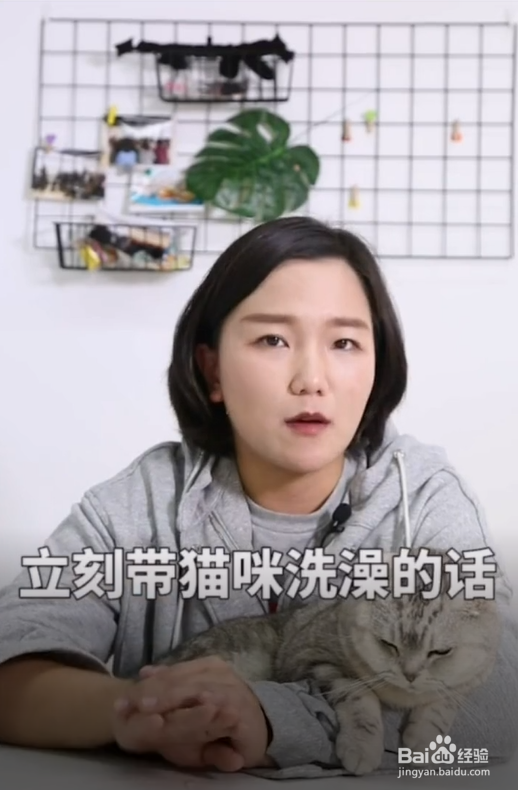 猫咪在什么情况下不能洗澡?