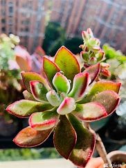 锦晃星开花怎么处理#校园分享#