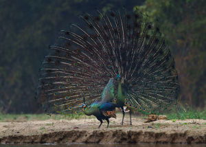 孔雀到底会不会飞