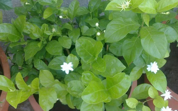 茉莉花家庭养殖方法