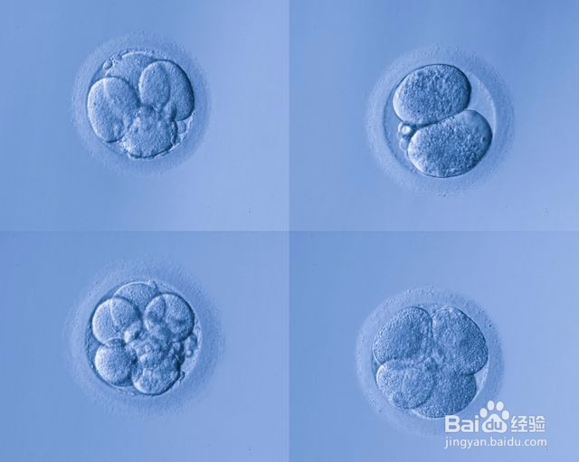 囊胚级别划分，什么级别的囊胚成功率最高？