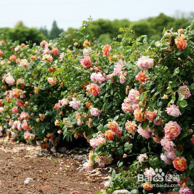 月季花怎么养殖(月季花怎么养殖盆栽月季花怎么养殖)