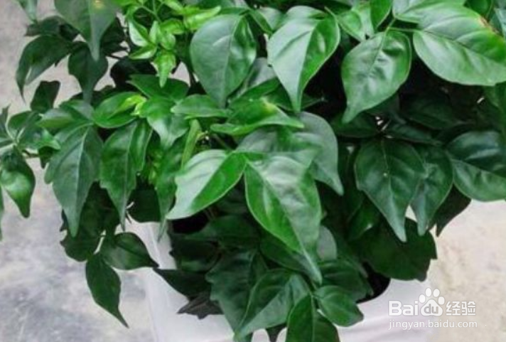 怎样养好幸福树