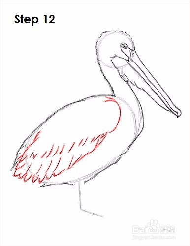 如何画一只鹈鹕——加菲的吃货生活