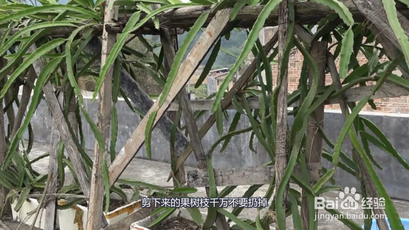 果树剪枝怎么剪