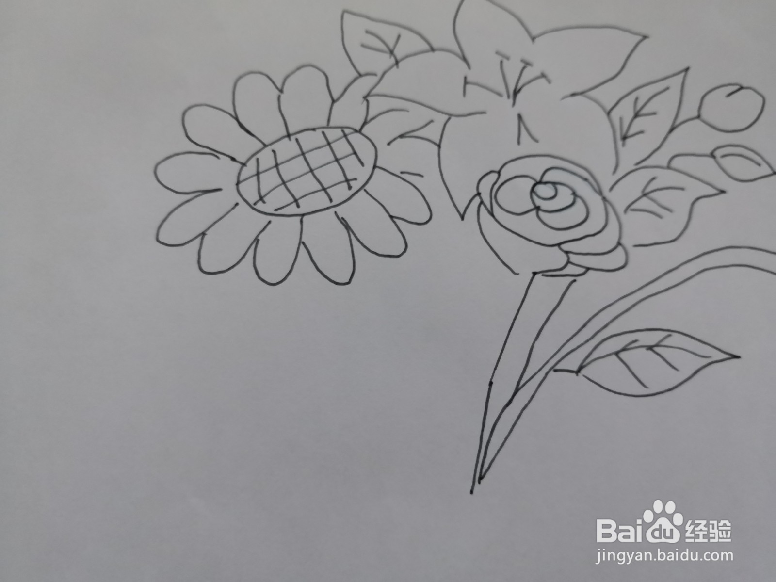 简笔画花朵图片