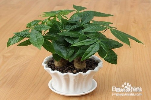 发财树树干萎缩怎么办