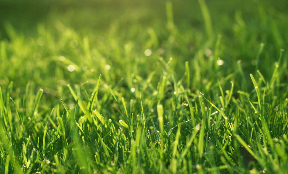 朱自清的文章《春》提问