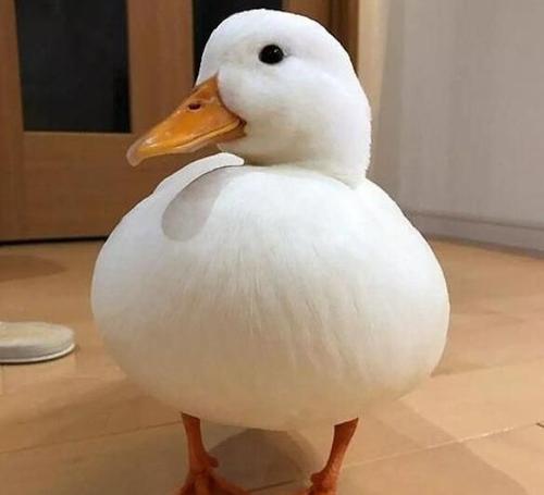 宠物鸭一般有哪些品种